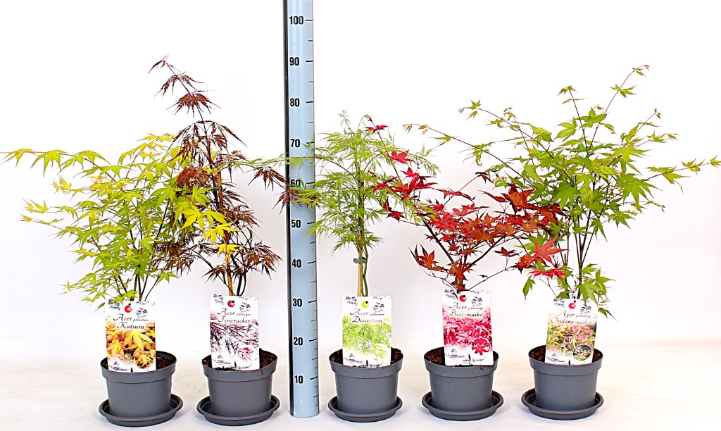 Acer pal. in varieties