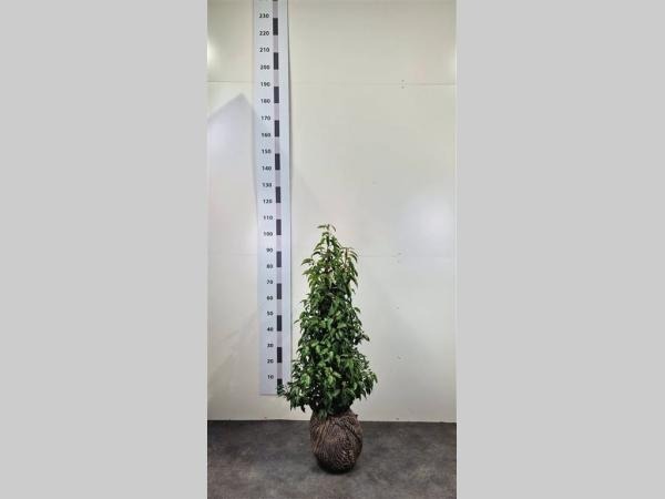 Picture of Pallet Deal 2024 Prunus lus. Angustifolia RB80/100 S9/39