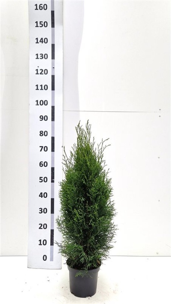 Thuja occ. Smaragd