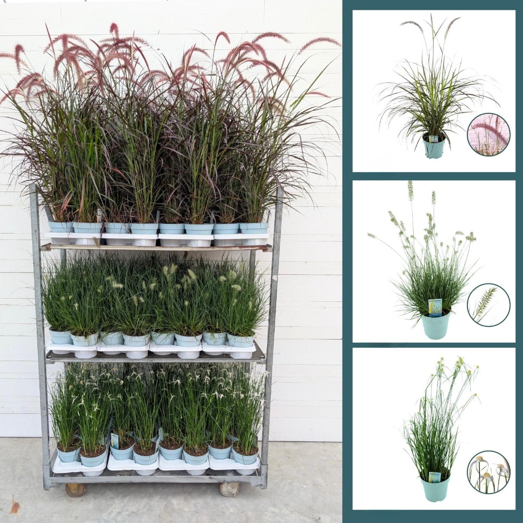 Bild von Trolley Deal 2025 Grasses in varieties P17 (2 Ltr)