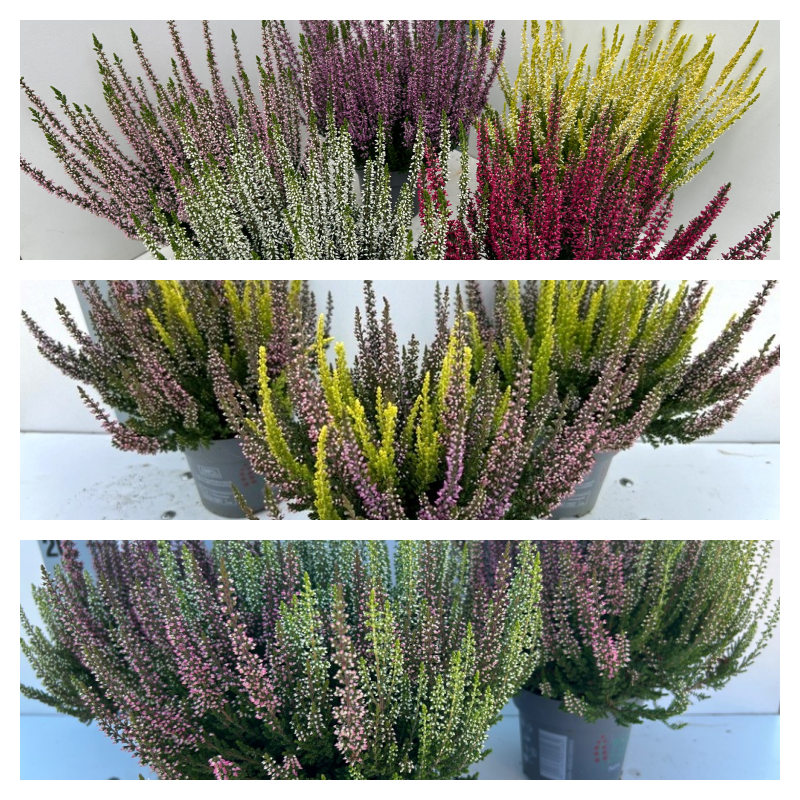 Picture of Trolley Deal AC25 Calluna in different varieties (Mono, Twins, Trios) P10,5