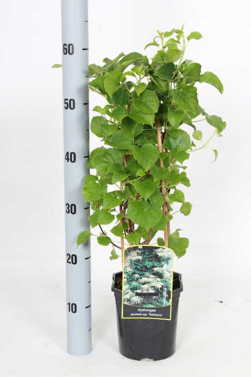 Picture of Hydrangea anomala petiolaris P17 (2 Ltr) 40CM