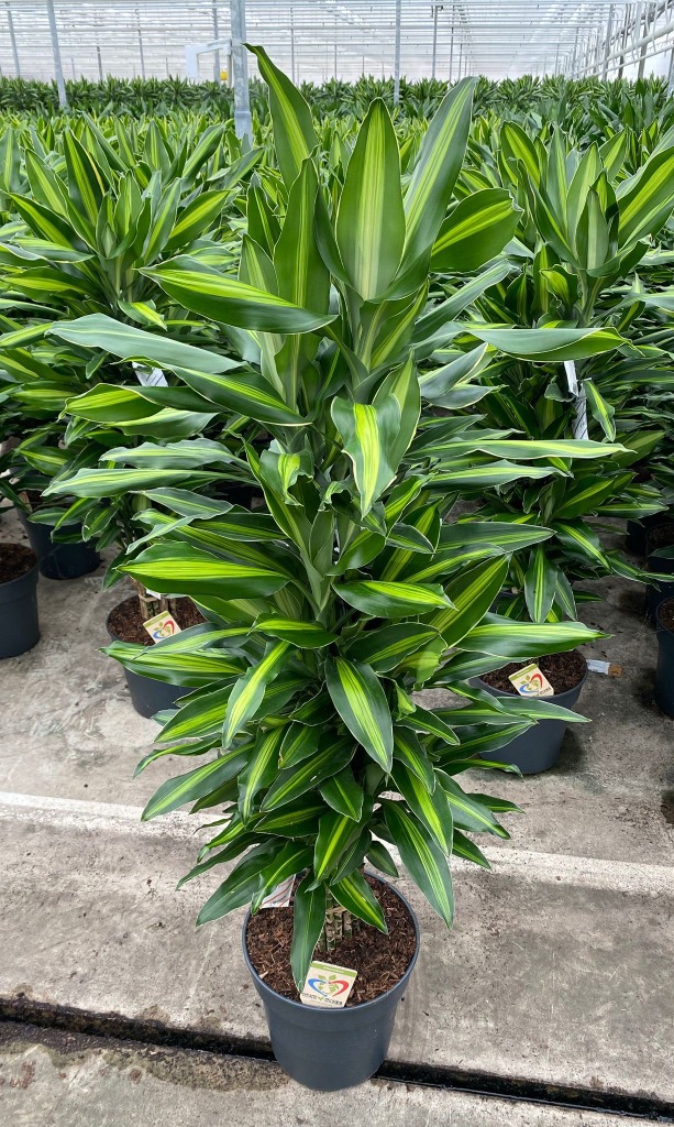 Dracaena Silindo vertakt