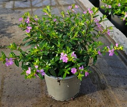 Picture of Cuphea hyssopifolia Pink P11 15-CM