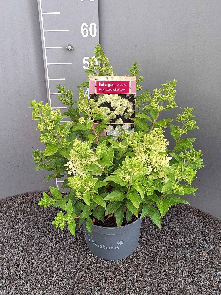 Hydrangea pan. Magical Matterhorn