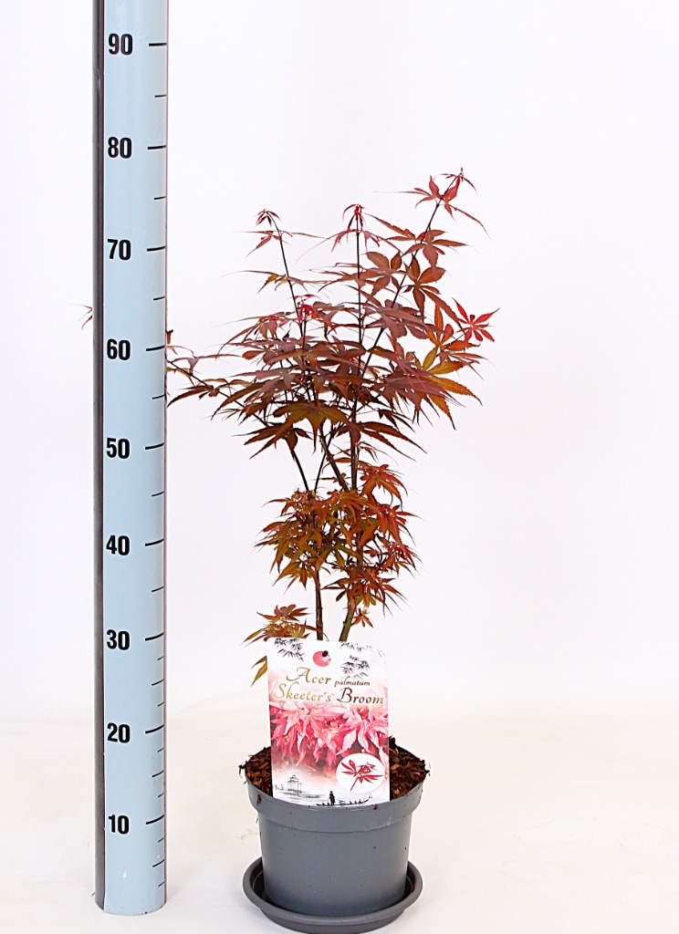Acer pal. Skeeter's Broom