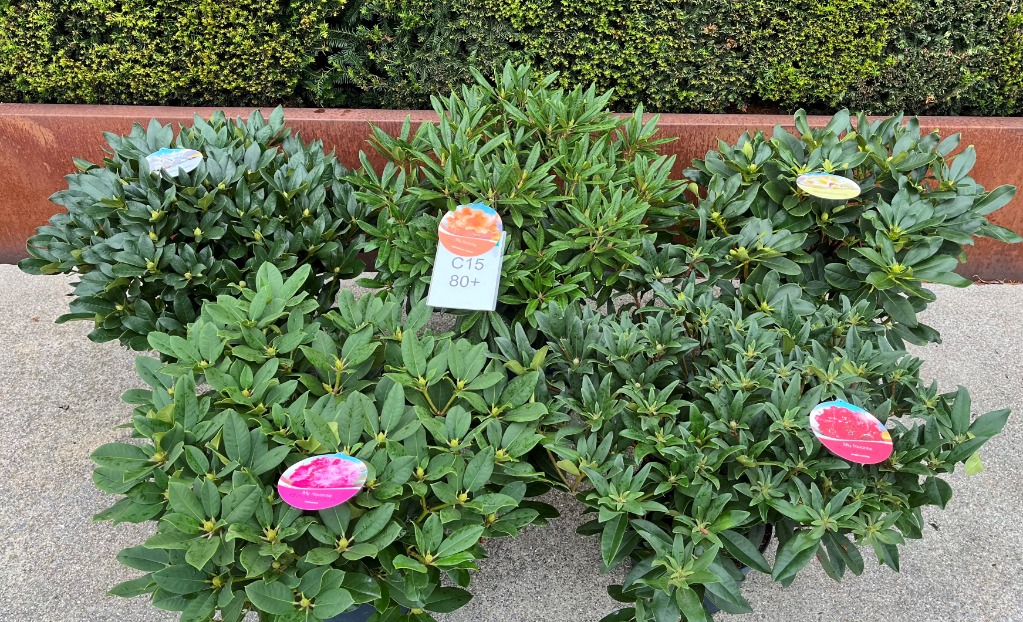 Image de Rhododendron hybride in varieties P34-(15-LTR) 80/CM-BUDDED-MIX