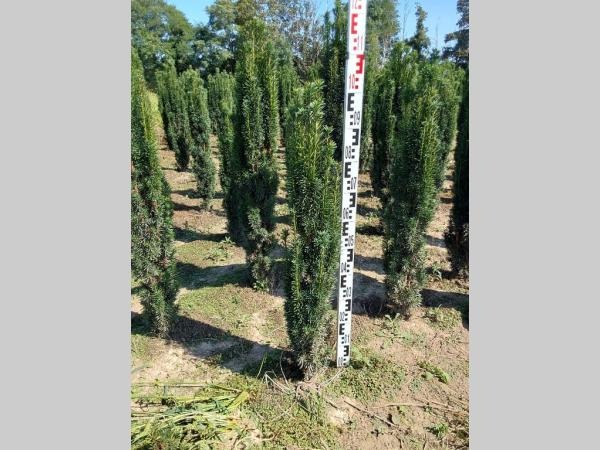 Picture of Taxus baccata Fastigiata Robusta ROOTBALL 80/100CM