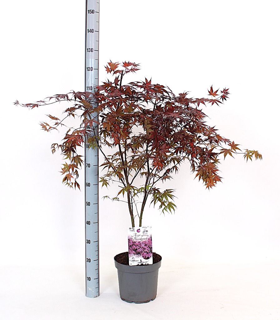 Acer pal. Bloodgood