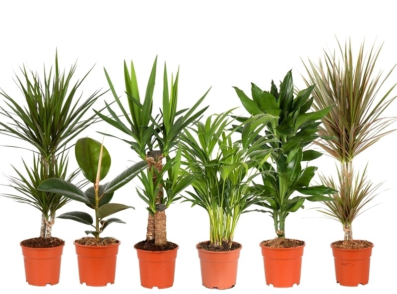 Picture of Trolley Deal 2024 Houseplants in varieties P17 (2 Ltr) height 60-80cm F.O. (215)