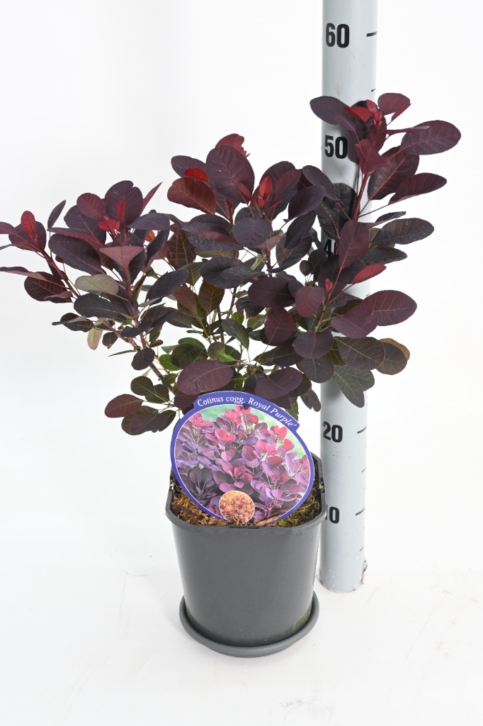 Picture of Cotinus cogg. Royal Purple P19 (3Ltr)SQUARE