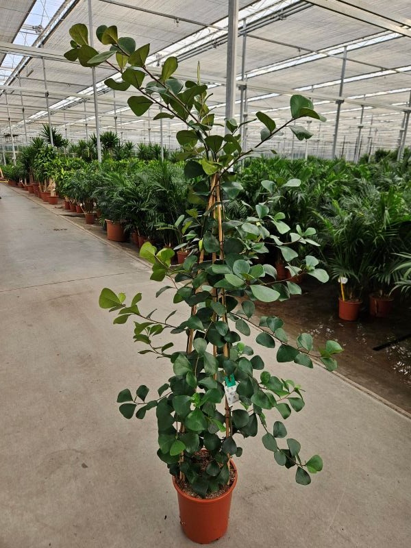Ficus Trinova