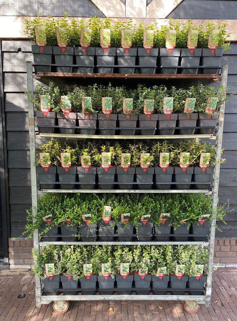 Billede af Trolley Deal Euonymus in varieties P17 /2L