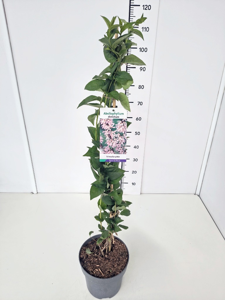 Picture of Abeliophyllum distichum P23 (5 Ltr) 80/100CM