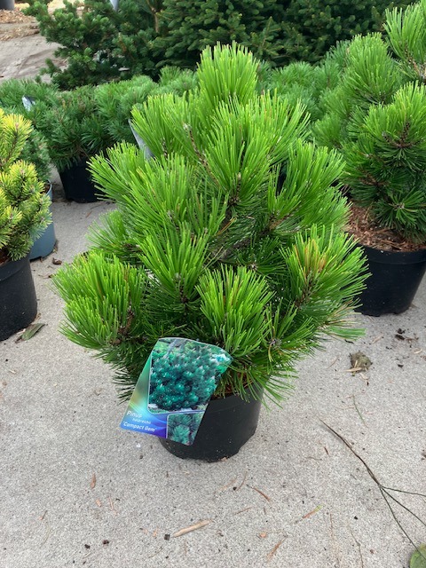 Picture of Pinus heldreichii Compact Gem P26 (7.5 Ltr)