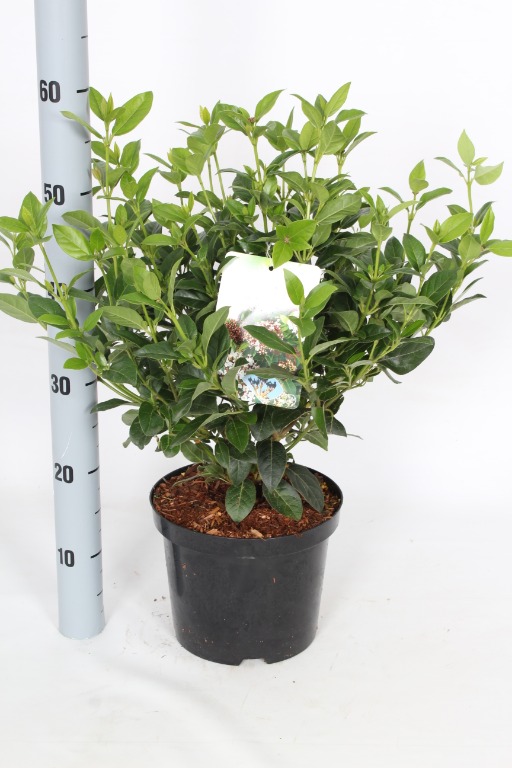 Picture of Viburnum tinus P21 (4 Ltr) 30/40CM