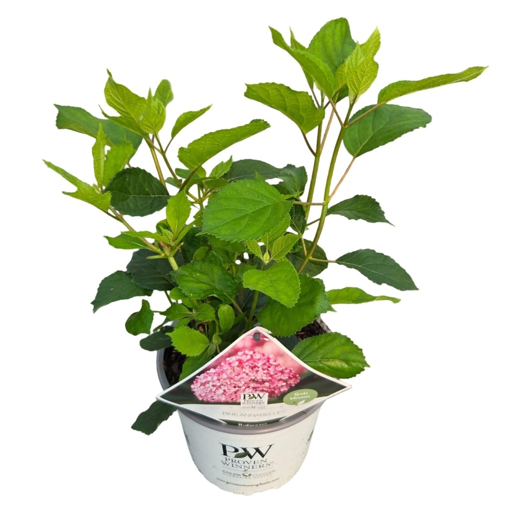 Picture of Hydrangea arb. Pink Annabelle P19 (3 Ltr)
