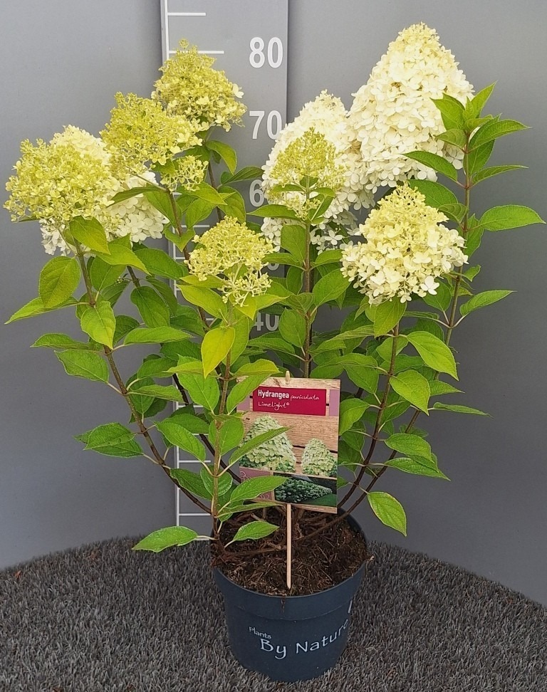 Billede af Hydrangea pan. Limelight P23 (5 Ltr)