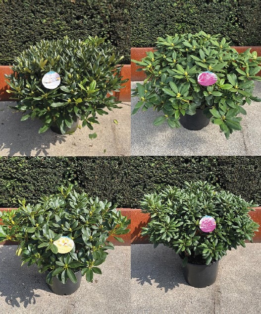 Picture of Trolley Deal 2024 Rhododendron hybride in varieties 120/cm C45 F.O. (159)