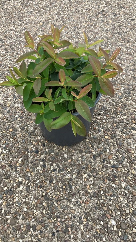 Hypericum calycinum