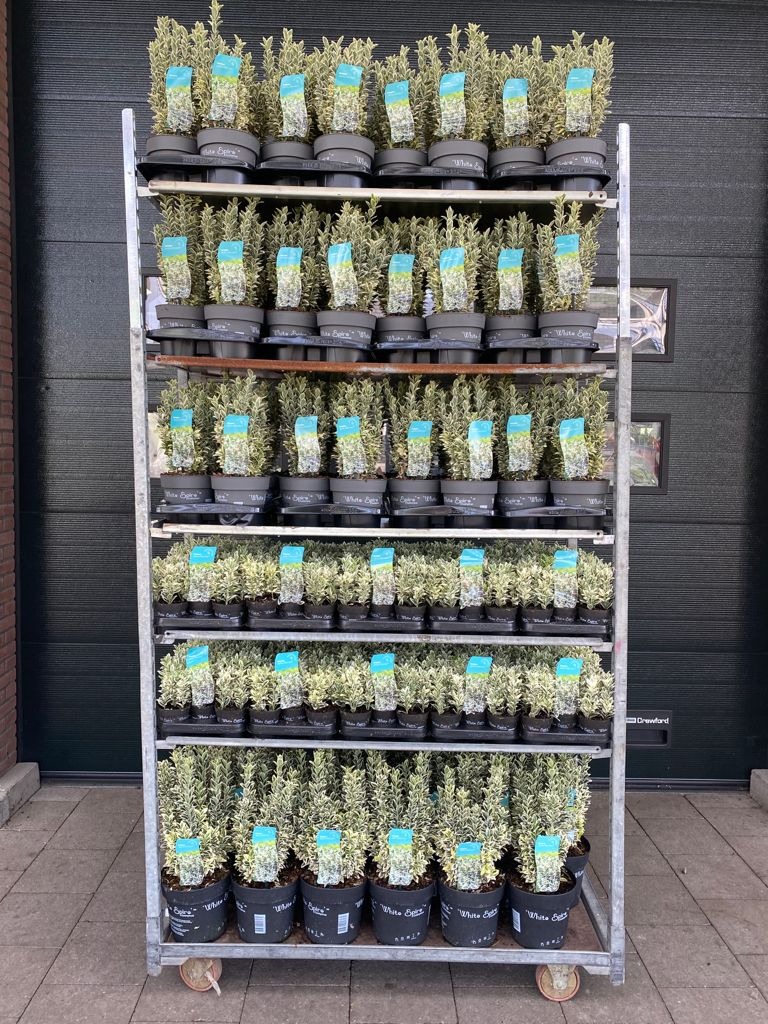 Picture of Trolley Deal Sep 2025 Euonymus jap. White Spire in mixed sizes