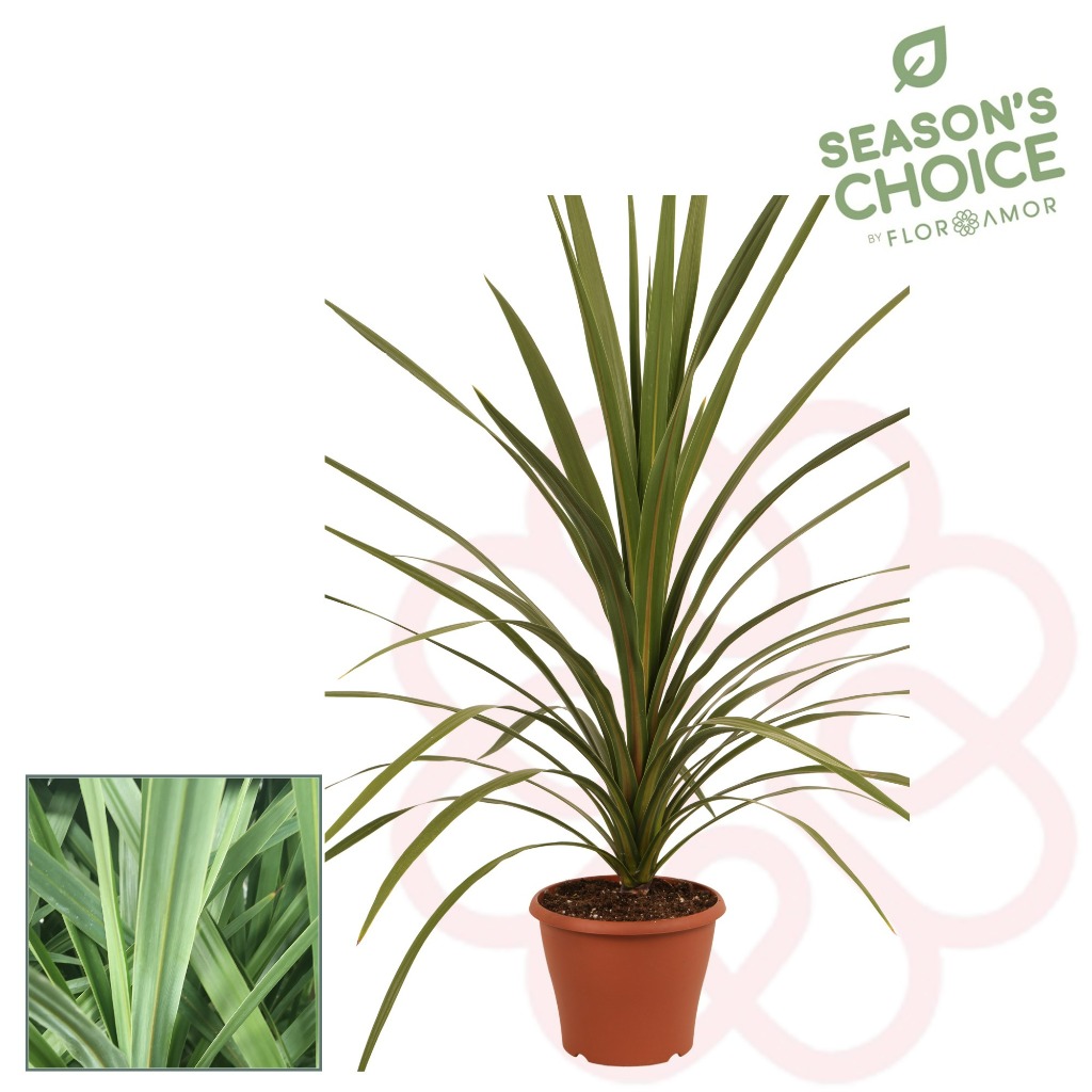 Picture of Cordyline australis Peko P21 (4 Ltr)