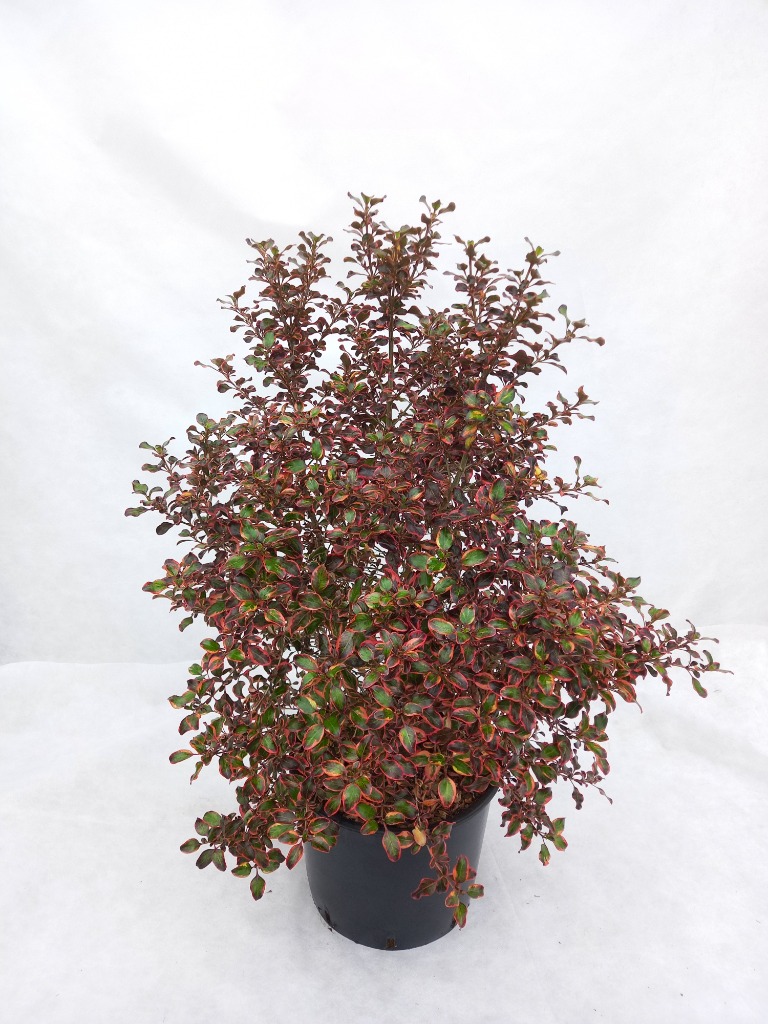 Picture of Coprosma repens Inferno C20 60/80