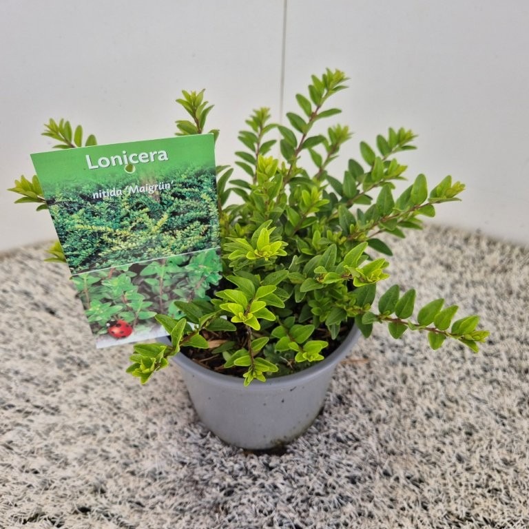 Lonicera nit. Maigrun