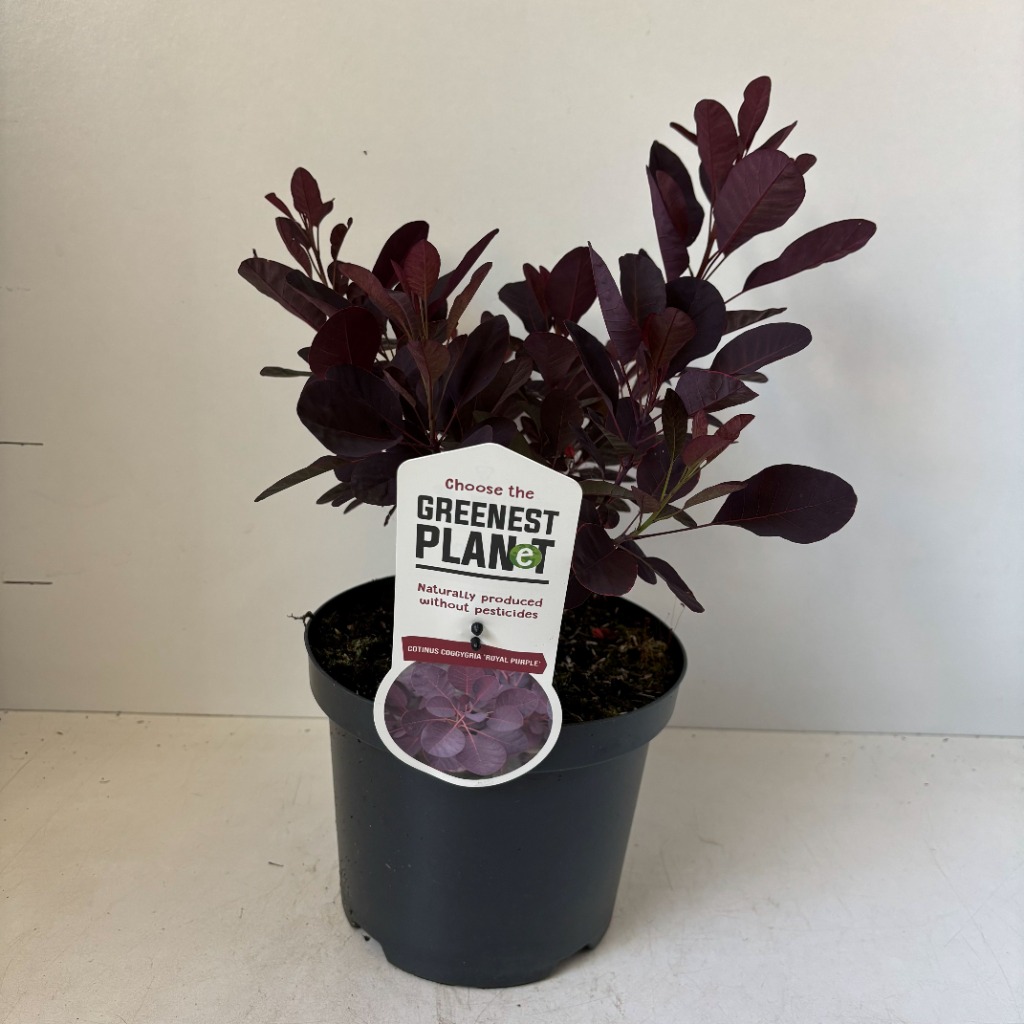 Cotinus cogg. Royal Purple