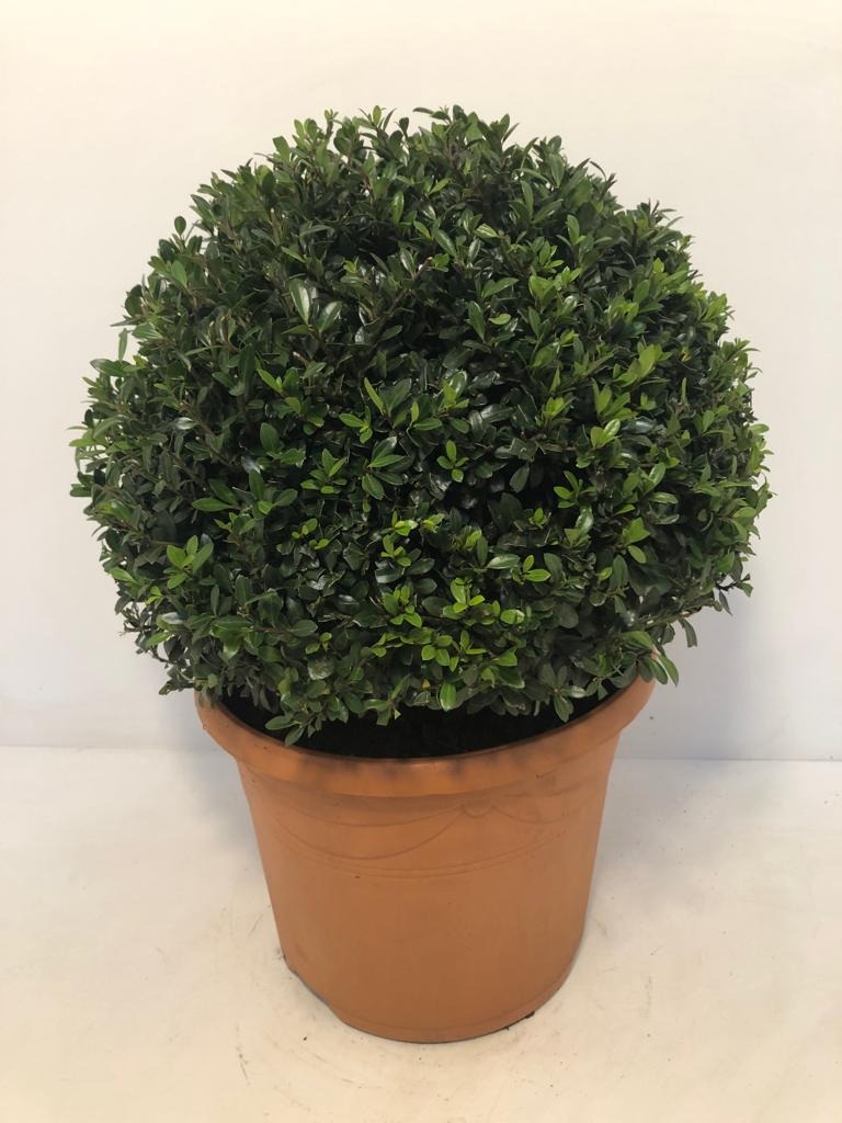 Picture of Ilex cren. Caroline Upright P29 (10 Ltr) 35cm ball (LOOSE)