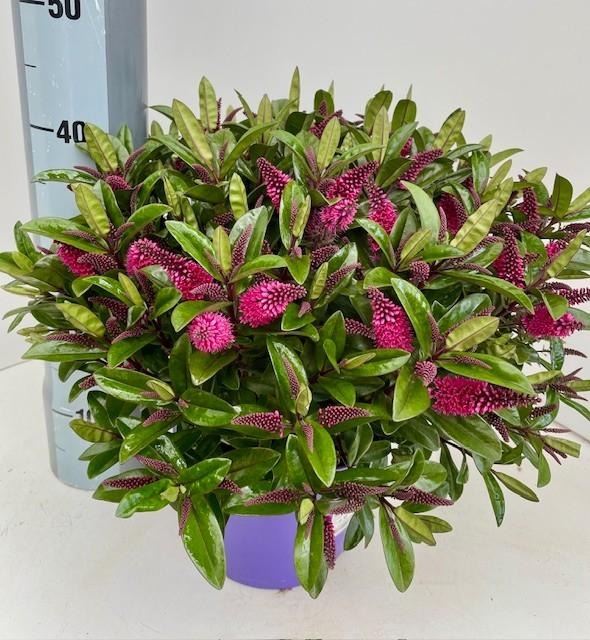 Hebe Queen Kiwi in 3 varieties per shelf