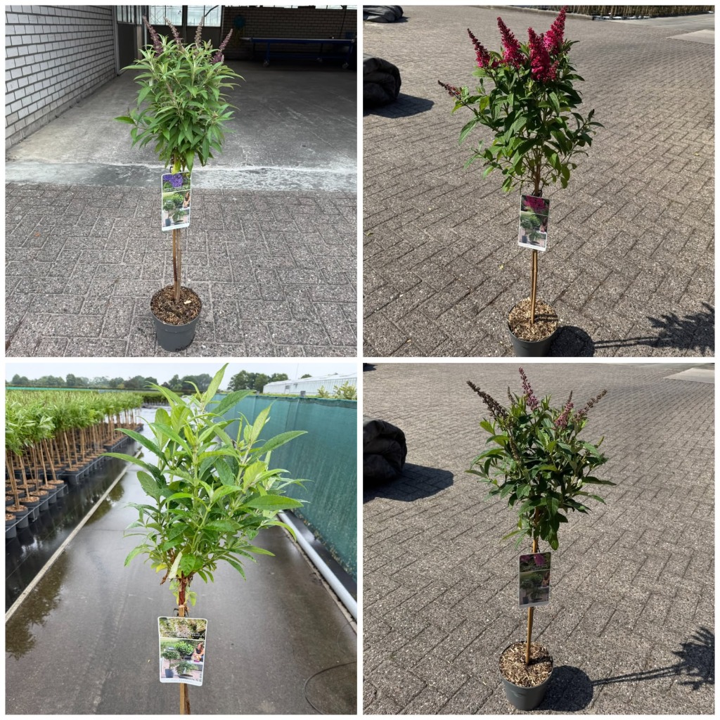 Buddleja Butterfly Candy in varieties