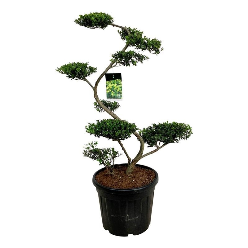 Picture of Ilex cenata Green Hedge C55 BONSAI 125/+