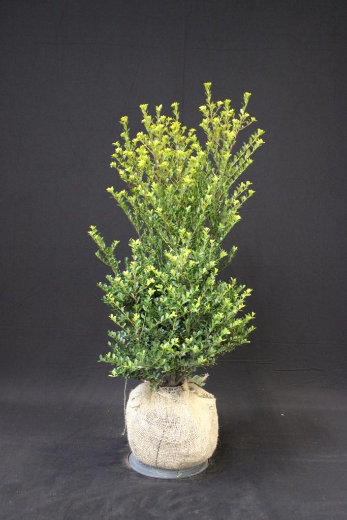 Picture of Ilex crenata Green Hedge ROOTBALL/JUTE 80/100CM