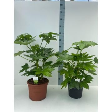 Picture of Fatsia japonica P26 (7.5 Ltr)