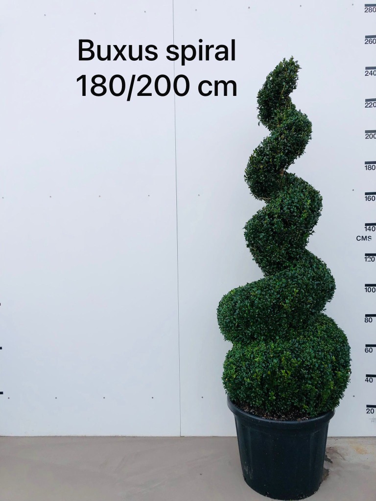 Buxus sempervirens