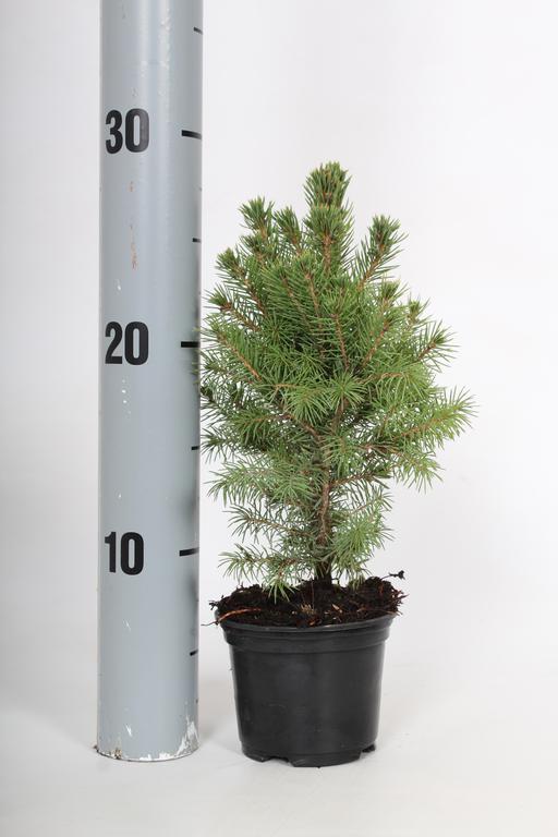 Picea gl. Conica