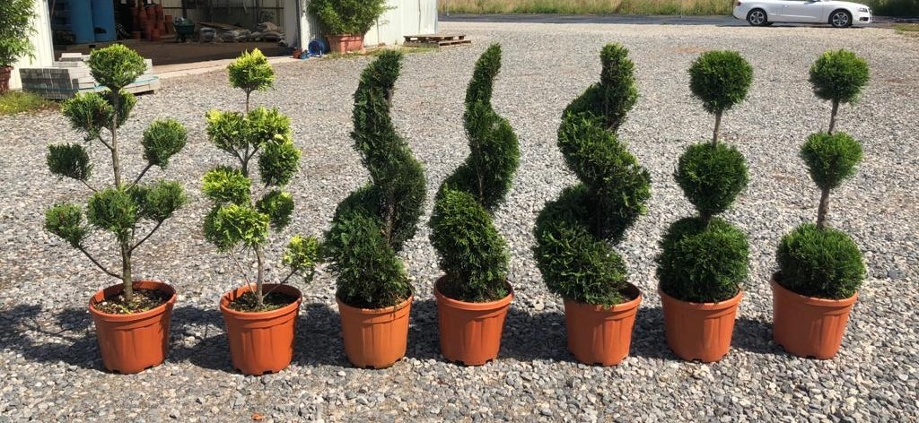 Picture of Trolley Deal 2024 Cupressocyparis in varieties & Thuja P29 (10 Ltr) S9/38