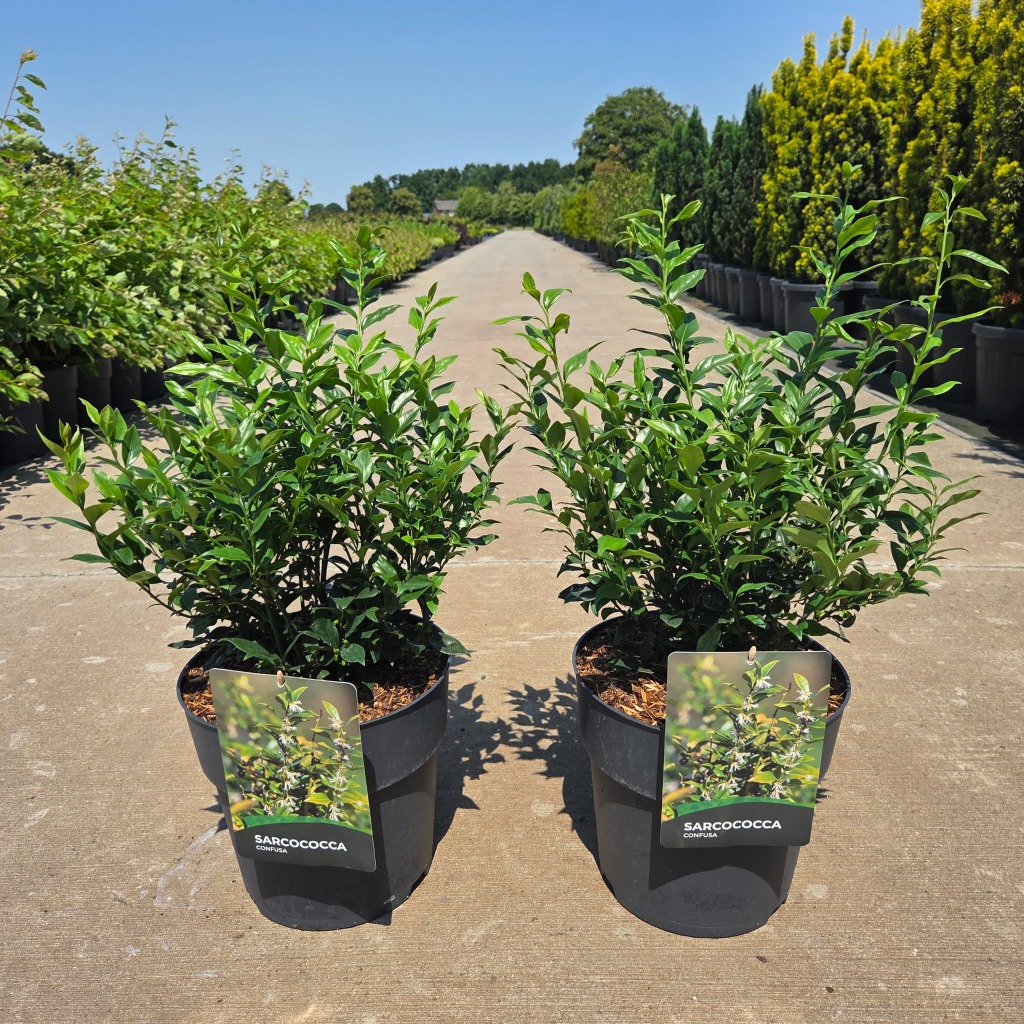 Sarcococca Confusa