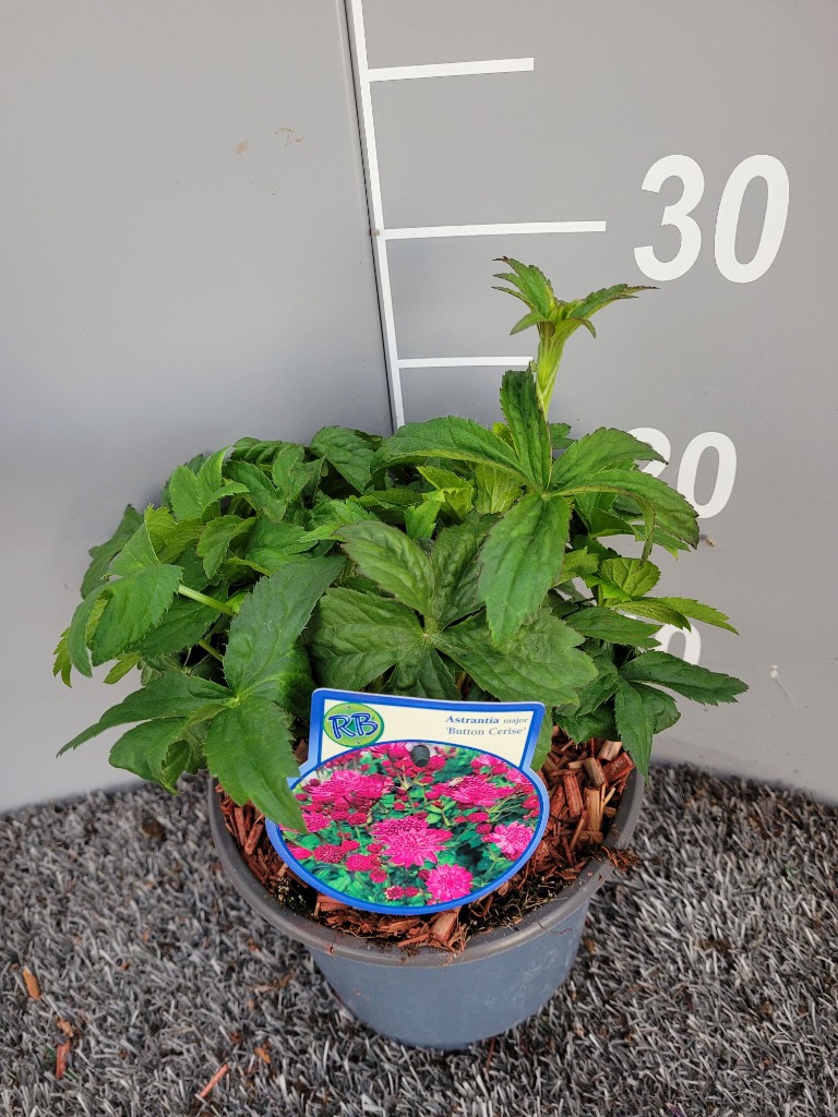 Picture of Astrantia maj. Cerise Button P17 (2 Ltr)