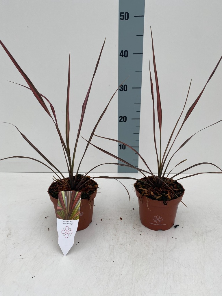 Picture of Cordyline Kiwi Dazzler P12