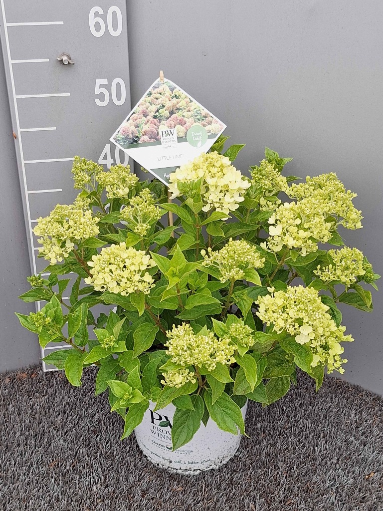 Hydrangea pan. Little Lime