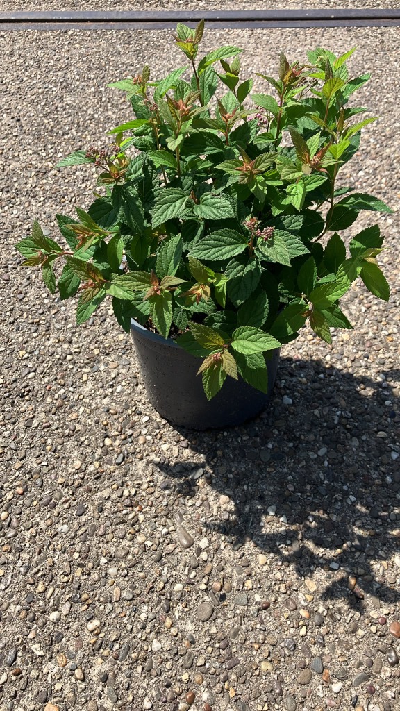 Spiraea jap. Manon