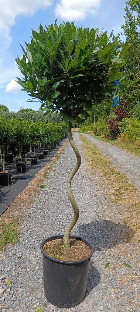 Laurus nobilis