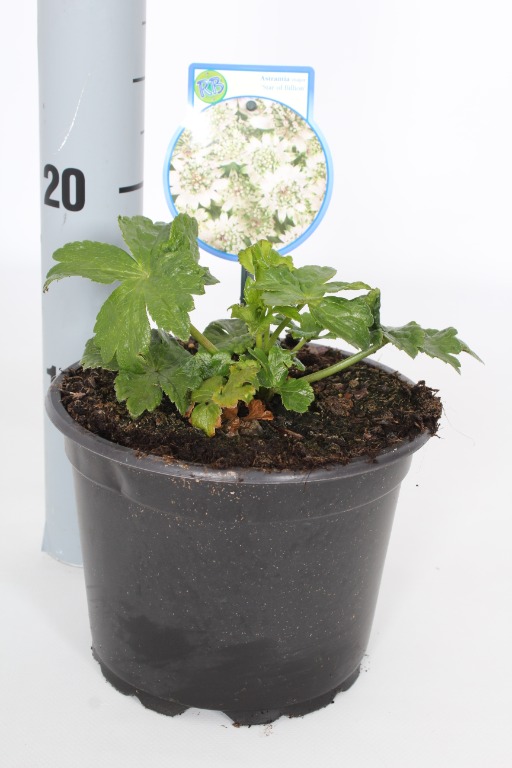 Picture of Astrantia Star of Billion P17 (2 Ltr)