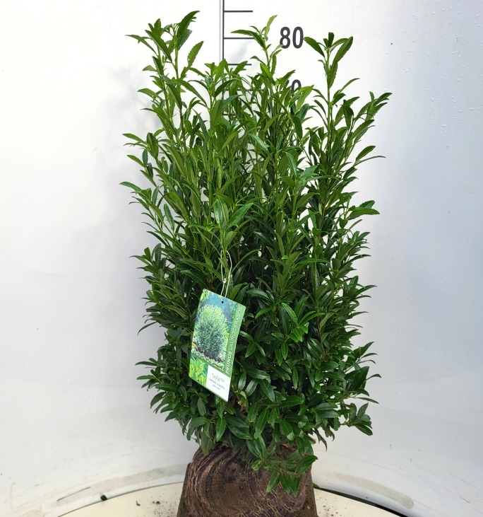 Picture of Prunus laur. Filigrow Sofia ROOTBALL 60/80CM