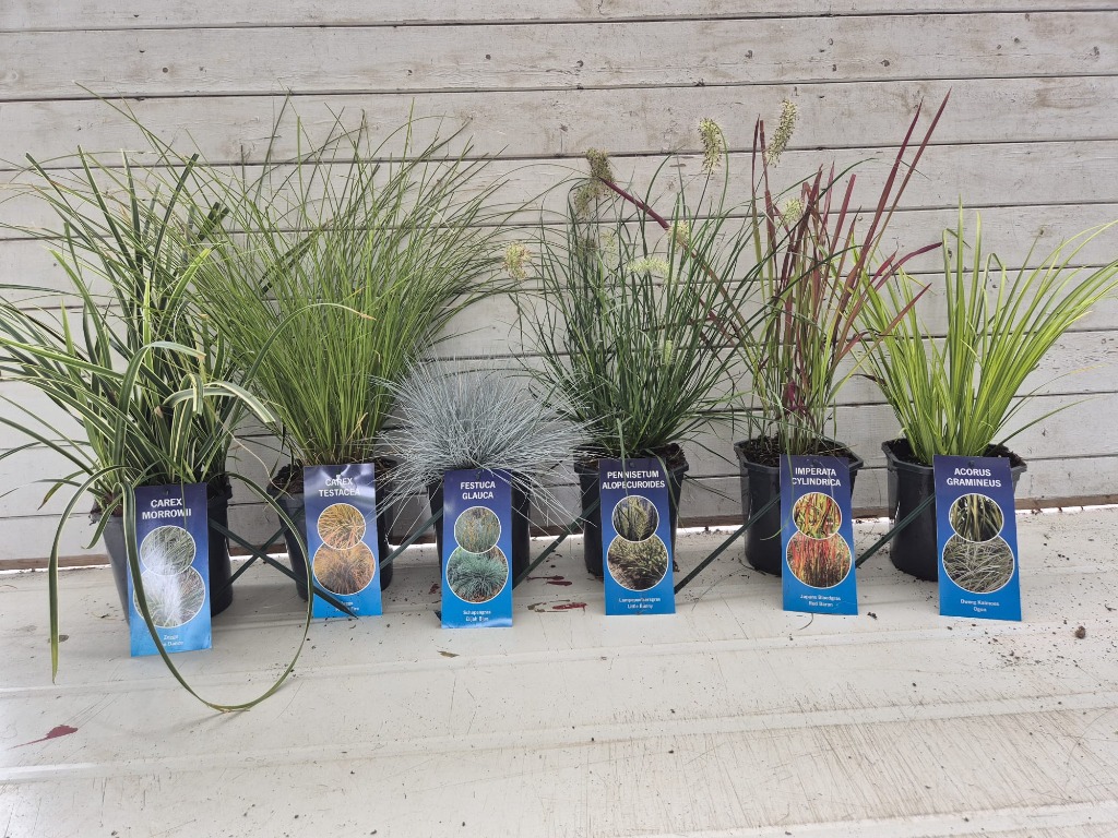 Picture of Grasses in varieties P17 (2 Ltr) 5-6-varieties