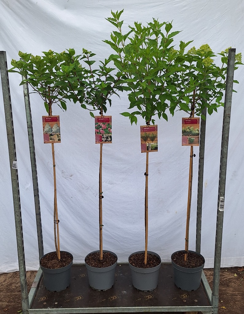 Hydrangea paniculata in 4 varieties
