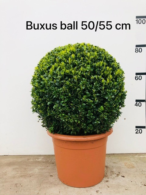 Picture of Buxus sempervirens bol P36 (20 Ltr) BALL-50/55