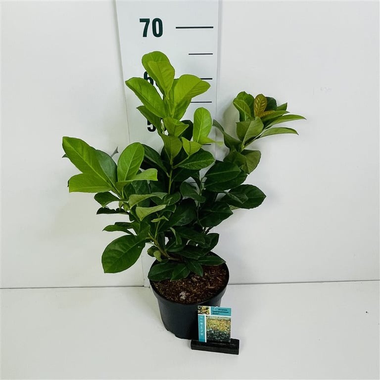 Picture of Prunus l. Etna P20 (3,5 Ltr) 30-40